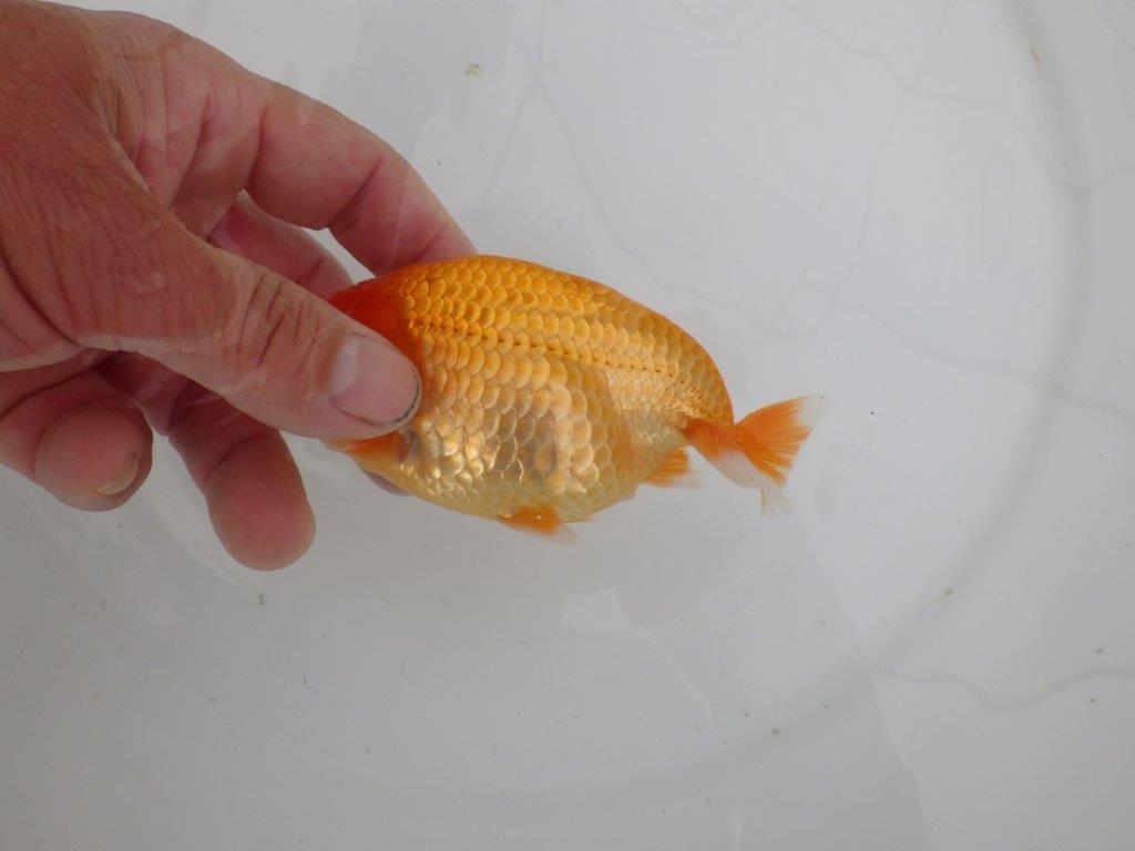 【愛知 井戸氏作出】当歳らんちゅう B 約12㎝ 四ッ尾 一本舵 メス?