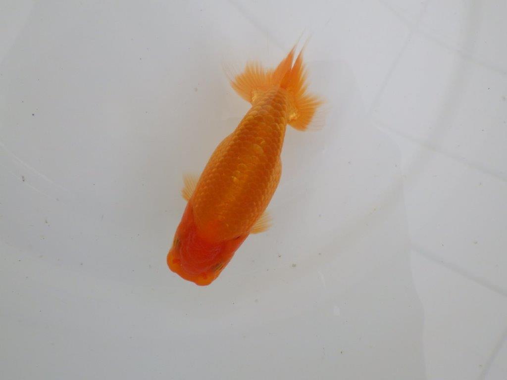 【愛知　井戸氏作出】当歳らんちゅう　B　約12㎝  四ッ尾　一本舵　メス？の上身