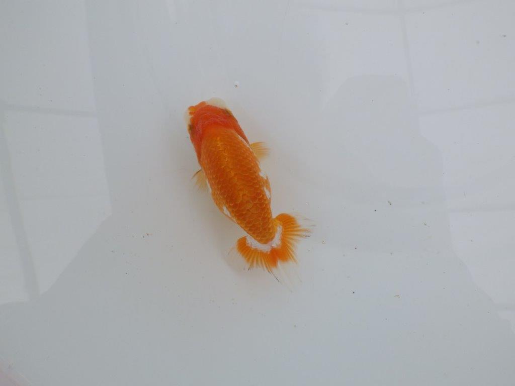 【愛知　井戸氏作出】当歳らんちゅう　D　約11㎝  四ッ尾　二本舵　メス？