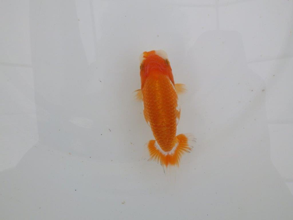 【愛知　井戸氏作出】当歳らんちゅう　D　約11㎝  四ッ尾　二本舵　メス？