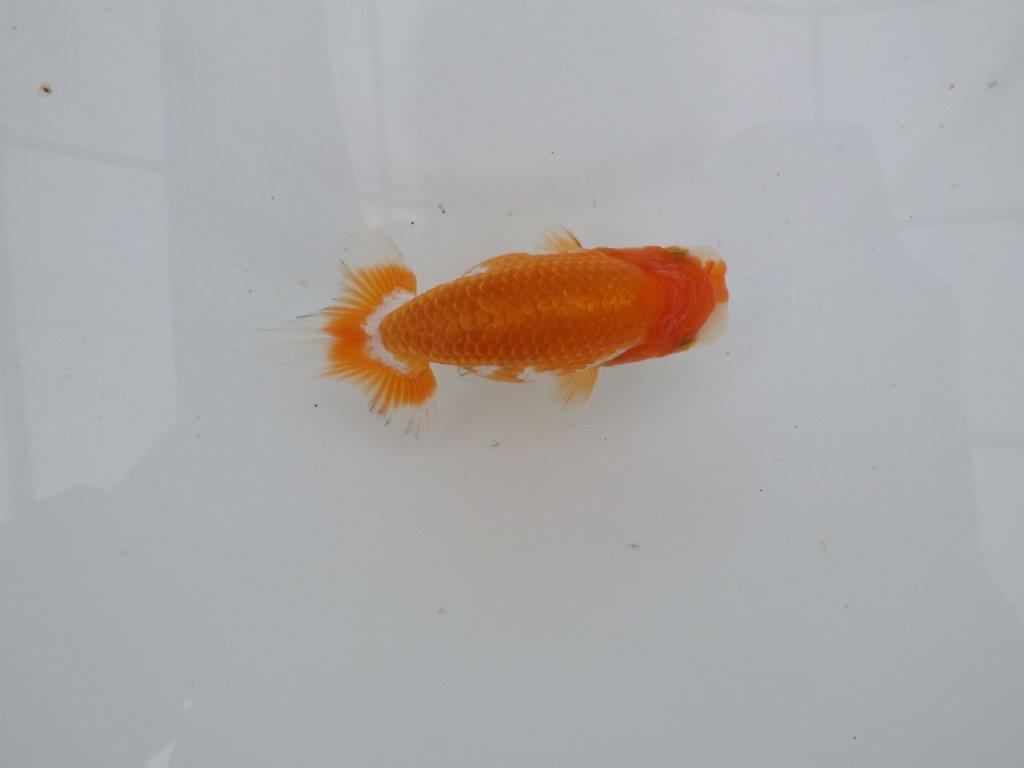 【愛知　井戸氏作出】当歳らんちゅう　D　約11㎝  四ッ尾　二本舵　メス？