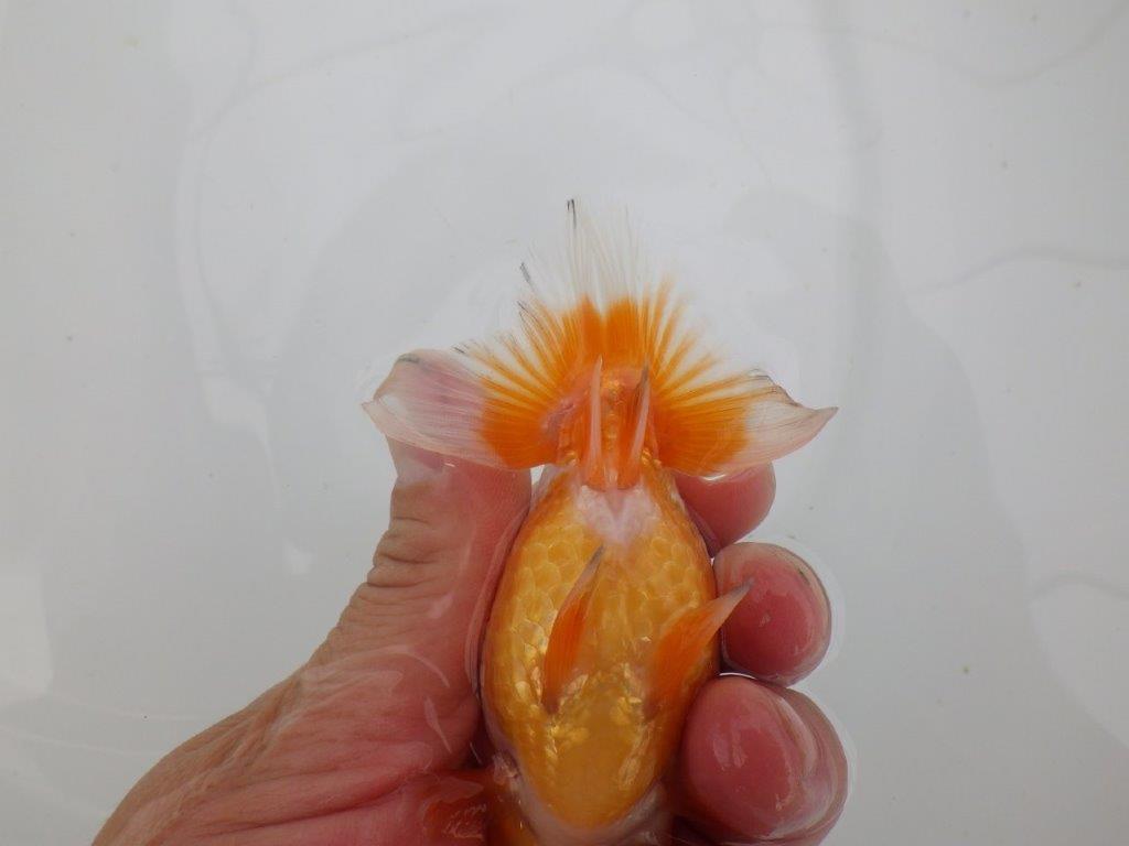 【愛知　井戸氏作出】当歳らんちゅう　D　約11㎝  四ッ尾　二本舵　メス？