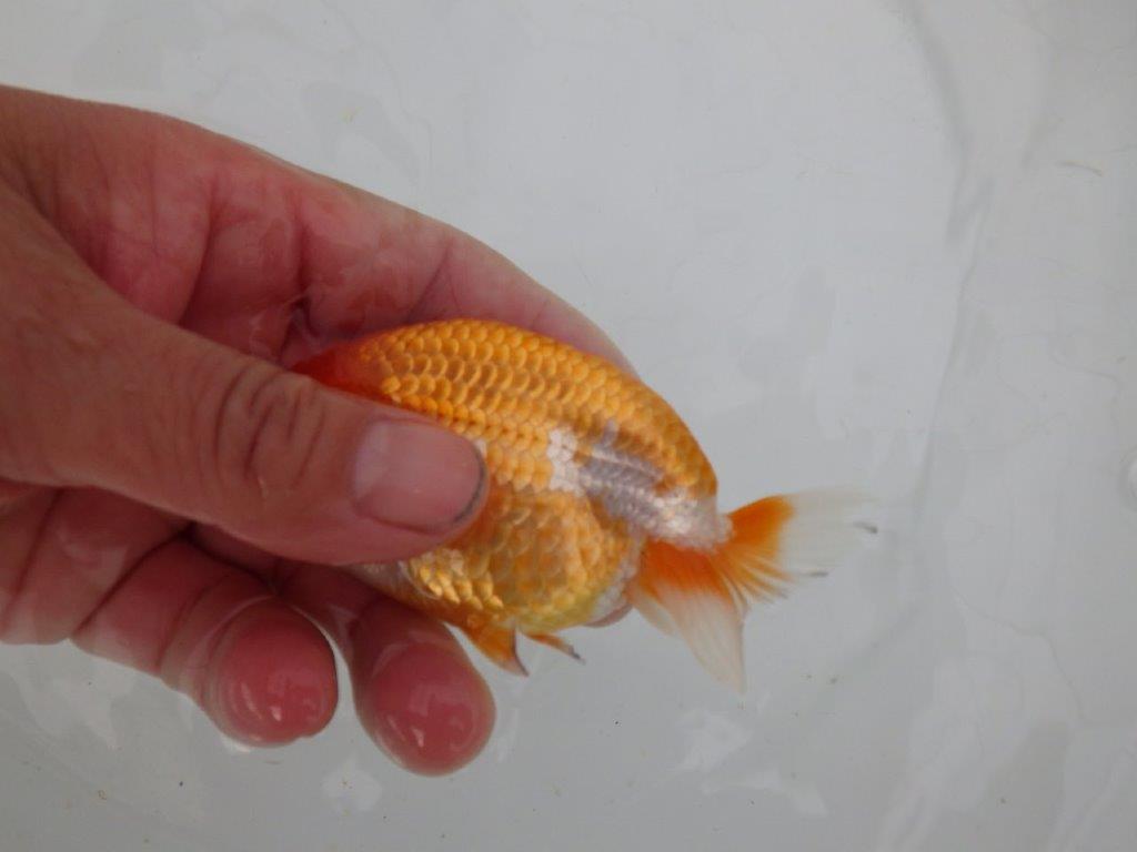 【愛知　井戸氏作出】当歳らんちゅう　D　約11㎝  四ッ尾　二本舵　メス？