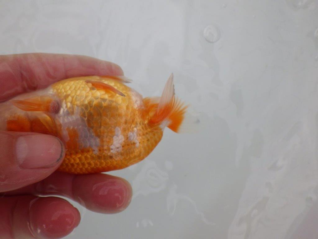 【愛知　井戸氏作出】当歳らんちゅう　D　約11㎝  四ッ尾　二本舵　メス？