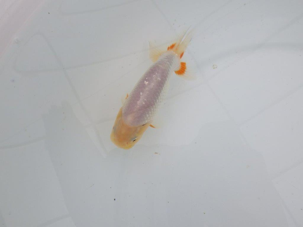 【愛知 井戸氏作出】当歳らんちゅう E 約12㎝ 四ッ尾 二本舵 オス?