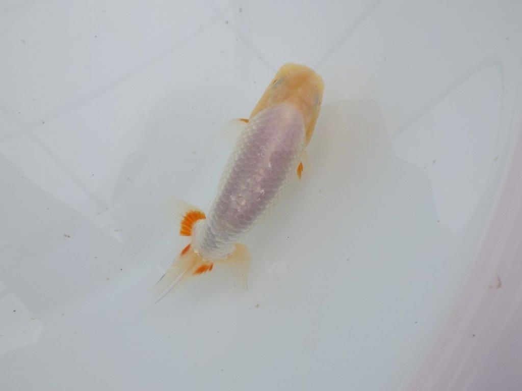 【愛知 井戸氏作出】当歳らんちゅう E 約12㎝ 四ッ尾 二本舵 オス?