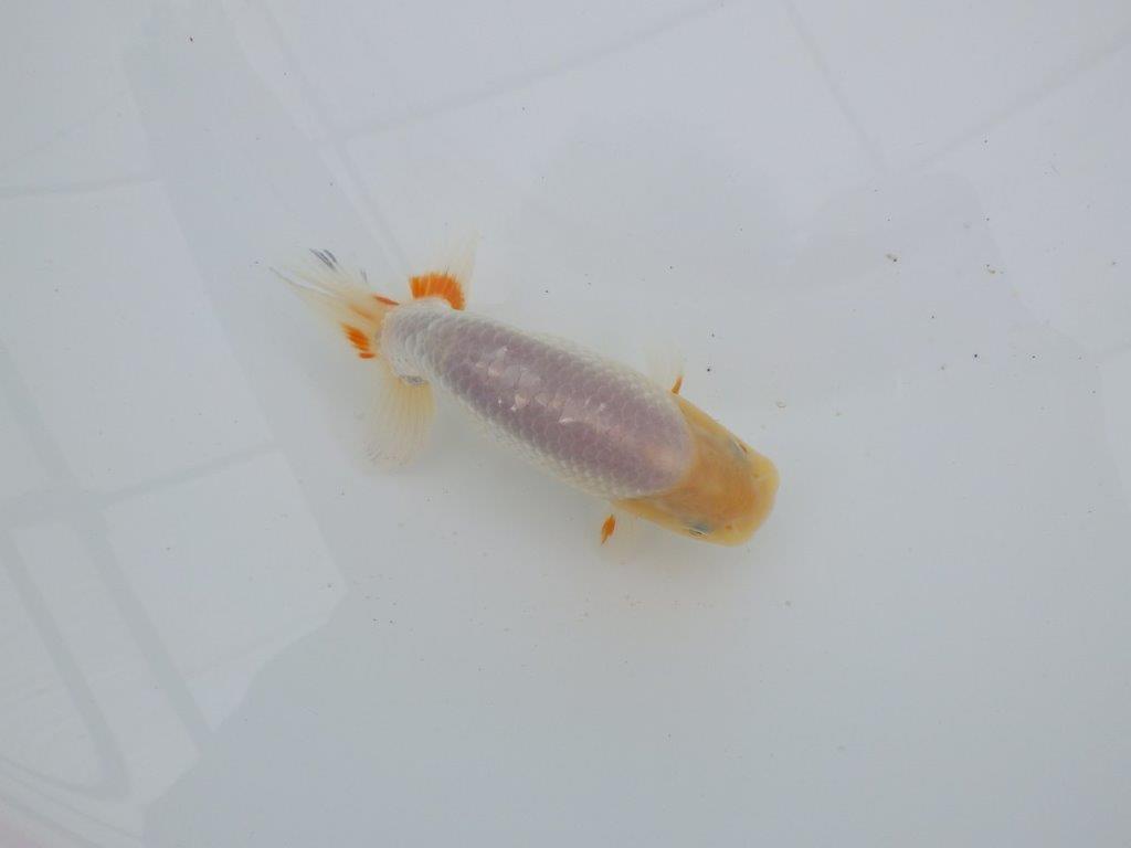 【愛知 井戸氏作出】当歳らんちゅう E 約12㎝ 四ッ尾 二本舵 オス?