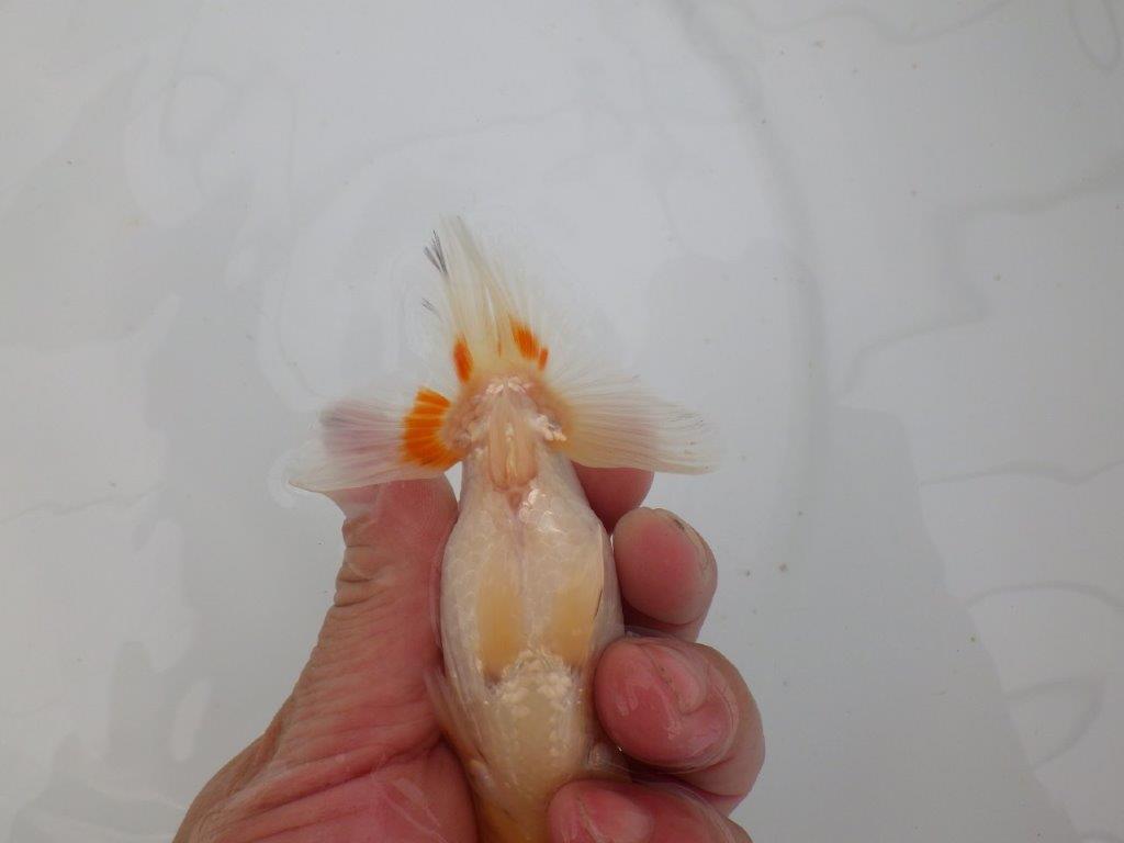 【愛知 井戸氏作出】当歳らんちゅう E 約12㎝ 四ッ尾 二本舵 オス?