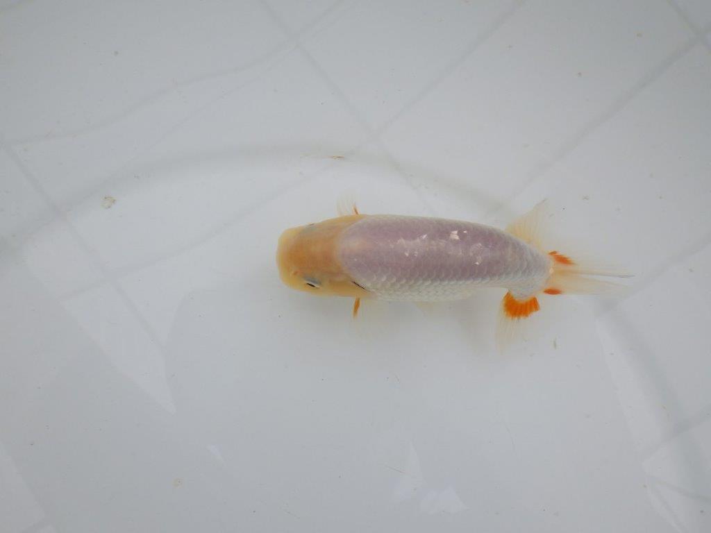 【愛知 井戸氏作出】当歳らんちゅう E 約12㎝ 四ッ尾 二本舵 オス?