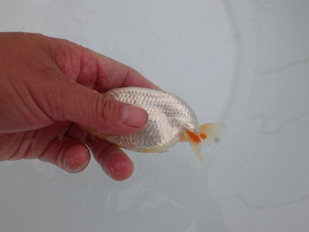 【愛知 井戸氏作出】当歳らんちゅう E 約12㎝ 四ッ尾 二本舵 オス?