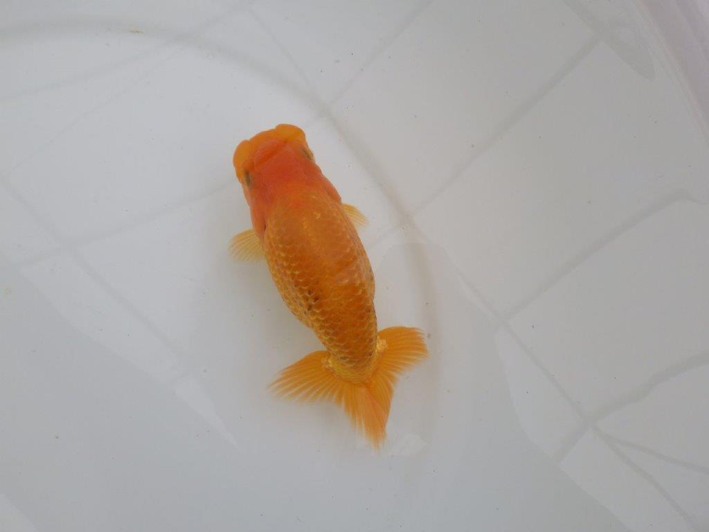 【愛知 井戸氏作出】当歳らんちゅう F 約14㎝ 桜尾 二本舵 メス?