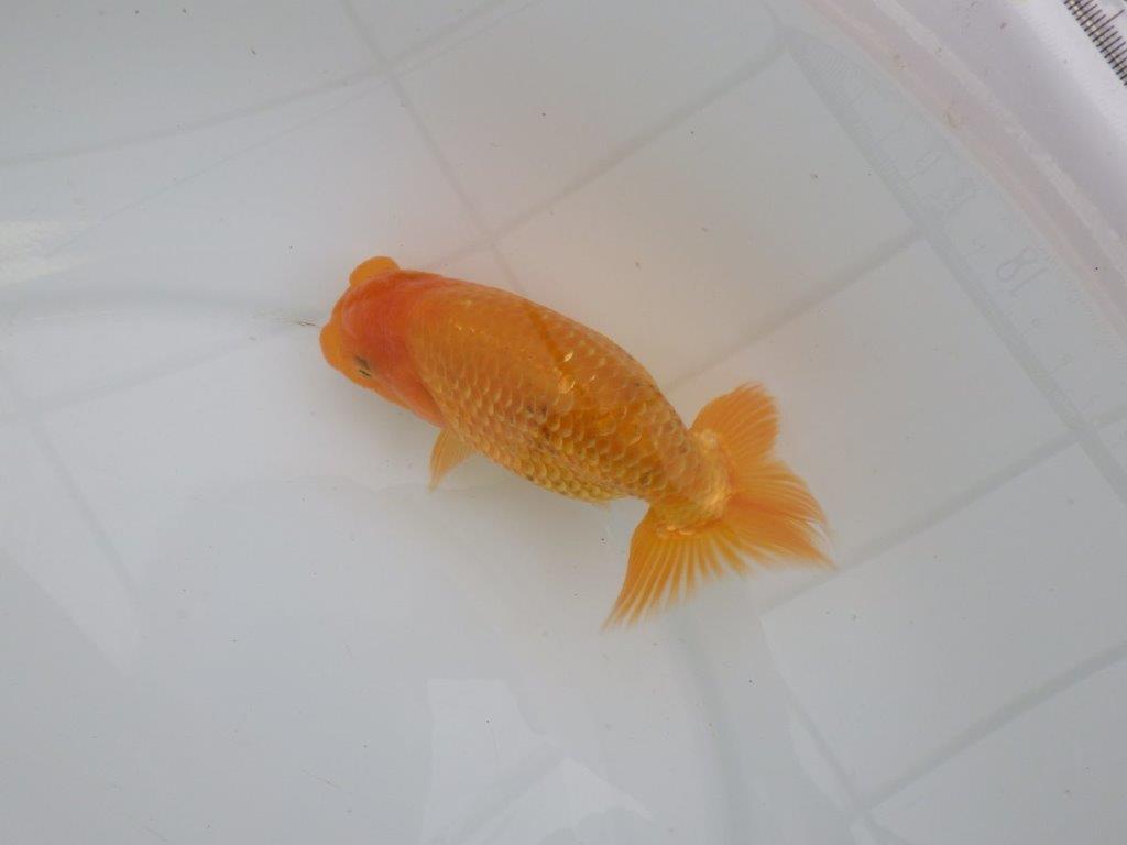 【愛知 井戸氏作出】当歳らんちゅう F 約14㎝ 桜尾 二本舵 メス?