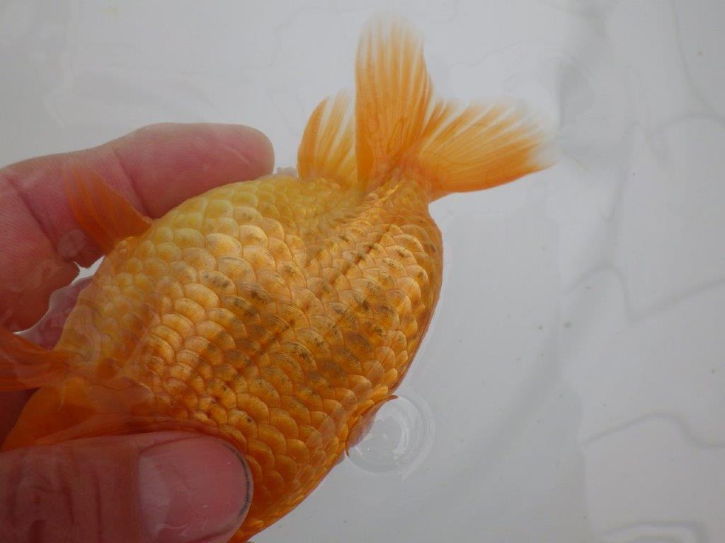 【愛知 井戸氏作出】当歳らんちゅう F 約14㎝ 桜尾 二本舵 メス?