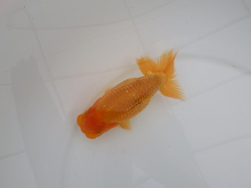 【愛知 井戸氏作出】当歳らんちゅう F 約14㎝ 桜尾 二本舵 メス?