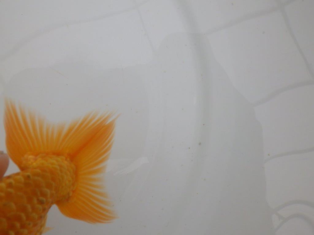 【愛知 井戸氏作出】当歳らんちゅう F 約14㎝ 桜尾 二本舵 メス?