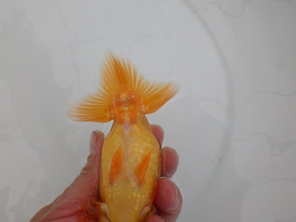 【愛知 井戸氏作出】当歳らんちゅう F 約14㎝ 桜尾 二本舵 メス?