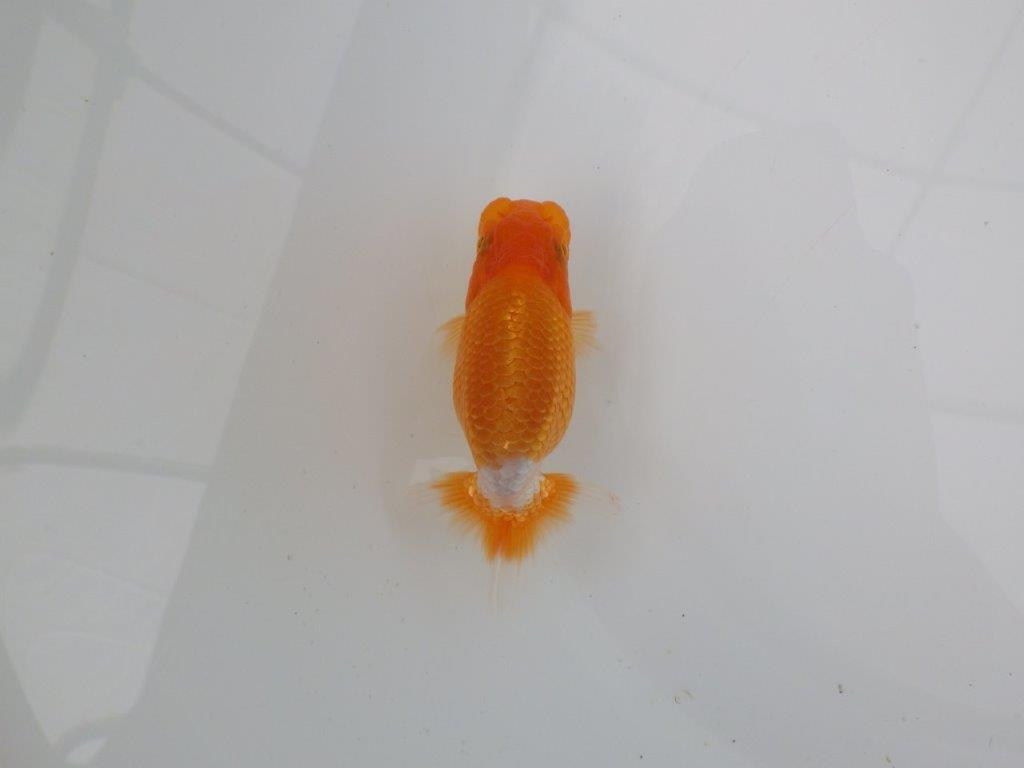 【愛知 井戸氏作出】当歳らんちゅう G 約10㎝ 四ッ尾 二本舵 オス?