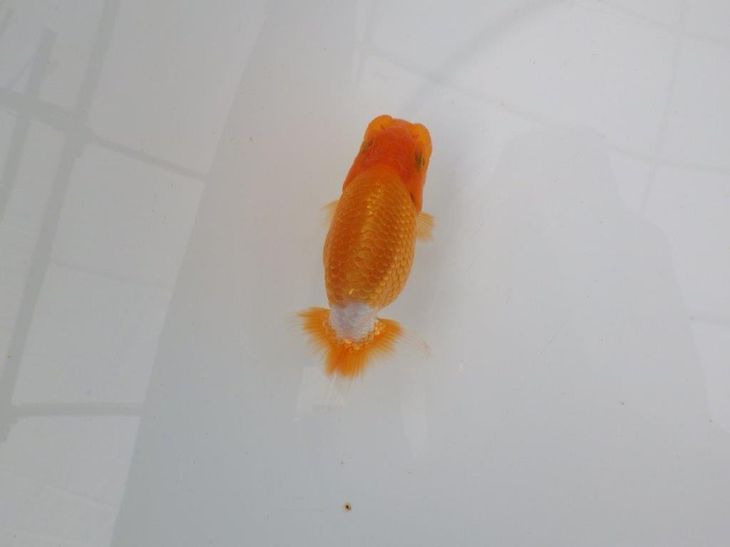 【愛知 井戸氏作出】当歳らんちゅう G 約10㎝ 四ッ尾 二本舵 オス?