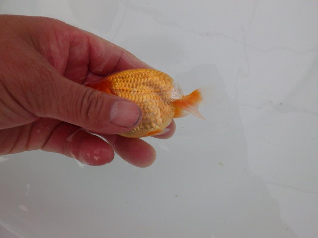 【愛知 井戸氏作出】当歳らんちゅう G 約10㎝ 四ッ尾 二本舵 オス?