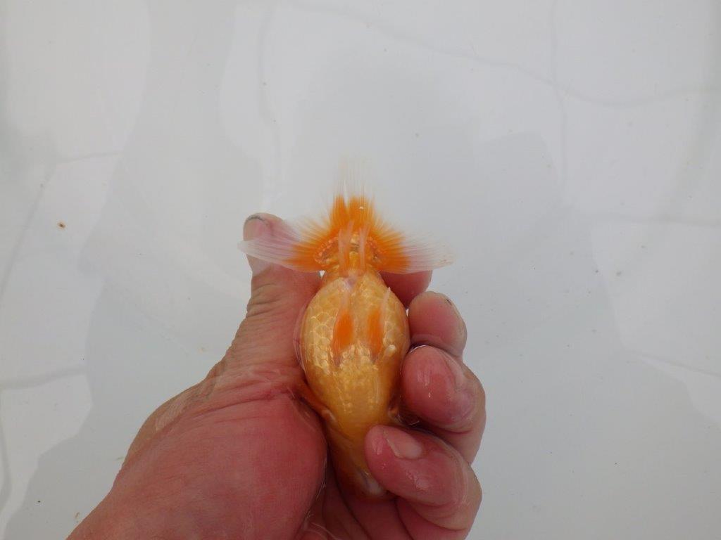 【愛知 井戸氏作出】当歳らんちゅう G 約10㎝ 四ッ尾 二本舵 オス?