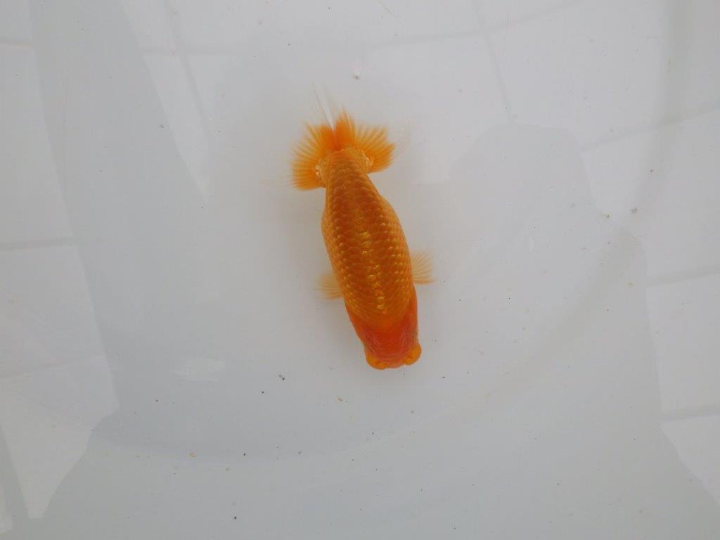 【愛知 井戸氏作出】当歳らんちゅう H 約10,5㎝ 四ッ尾 二本舵 オス?