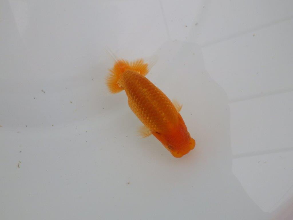 【愛知 井戸氏作出】当歳らんちゅう H 約10,5㎝ 四ッ尾 二本舵 オス?