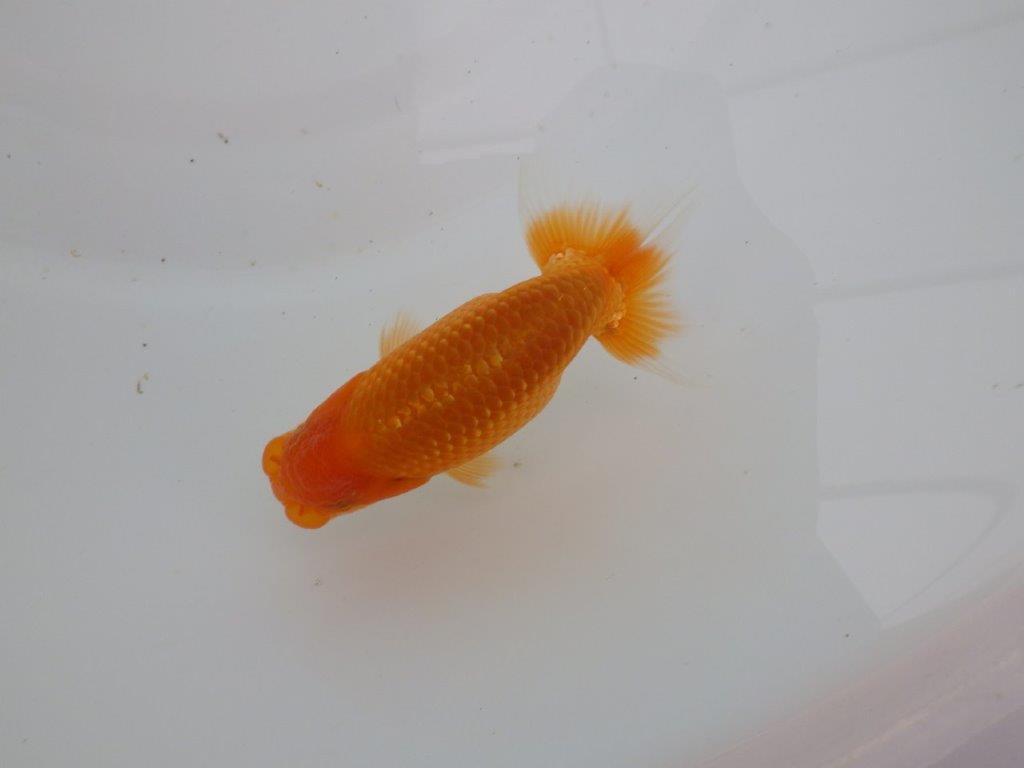 【愛知 井戸氏作出】当歳らんちゅう H 約10,5㎝ 四ッ尾 二本舵 オス?