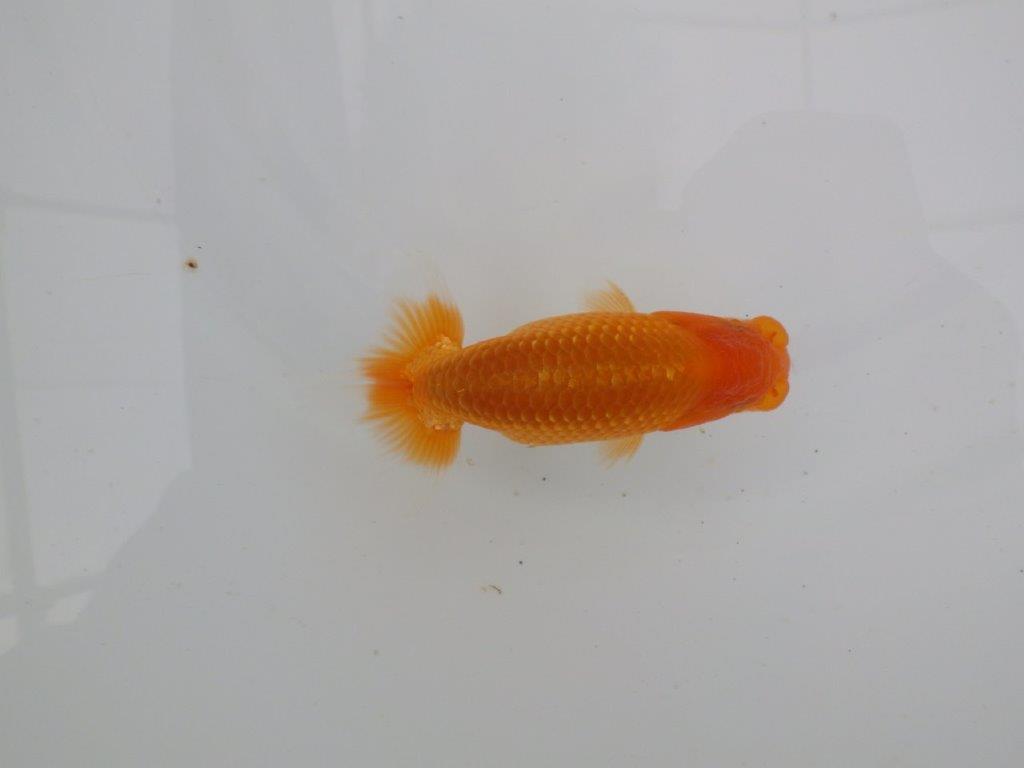 【愛知 井戸氏作出】当歳らんちゅう H 約10,5㎝ 四ッ尾 二本舵 オス?