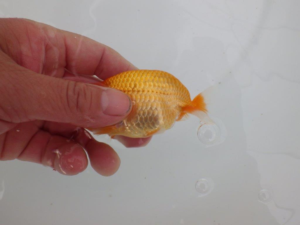 【愛知 井戸氏作出】当歳らんちゅう H 約10,5㎝ 四ッ尾 二本舵 オス?