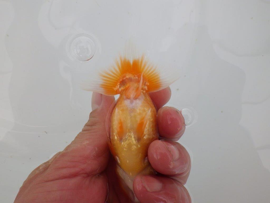 【愛知 井戸氏作出】当歳らんちゅう H 約10,5㎝ 四ッ尾 二本舵 オス?