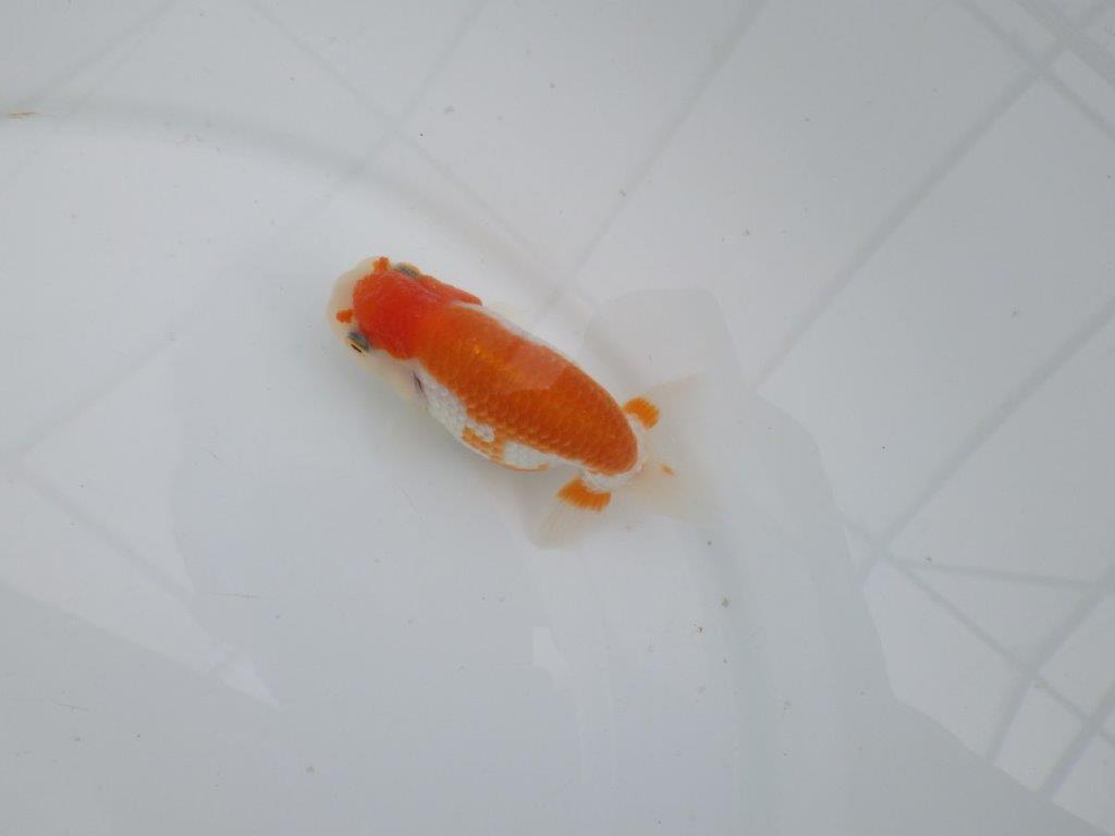 【愛知 井戸氏作出】当歳らんちゅう I 約10,5㎝ 四ッ尾 二本舵 メス?