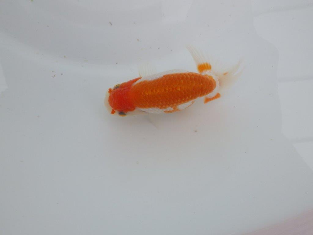 【愛知　井戸氏作出】当歳らんちゅう　I　約10,5㎝  四ッ尾　二本舵　メス？