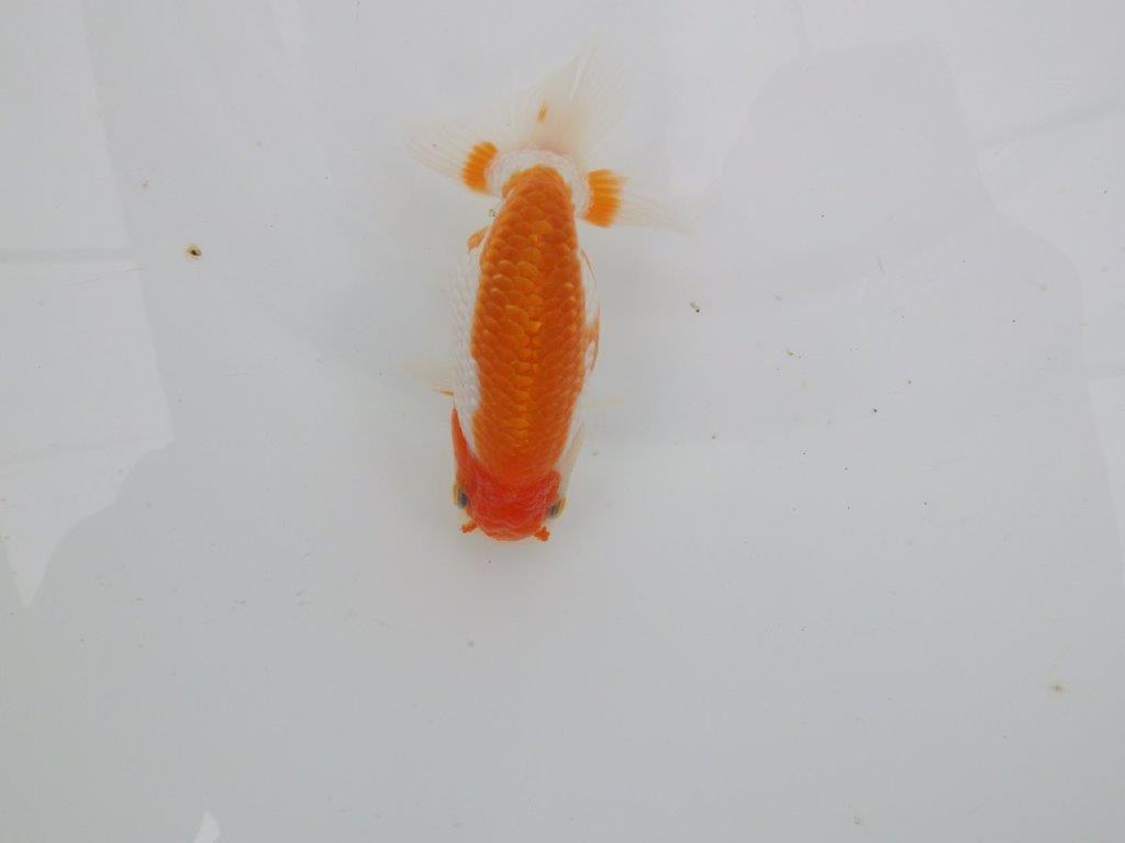 【愛知　井戸氏作出】当歳らんちゅう　I　約10,5㎝  四ッ尾　二本舵　メス？