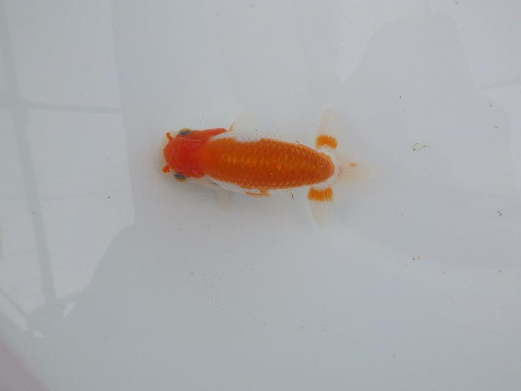 【愛知　井戸氏作出】当歳らんちゅう　I　約10,5㎝  四ッ尾　二本舵　メス？