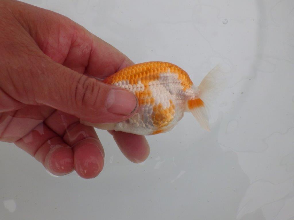 【愛知　井戸氏作出】当歳らんちゅう　I　約10,5㎝  四ッ尾　二本舵　メス？