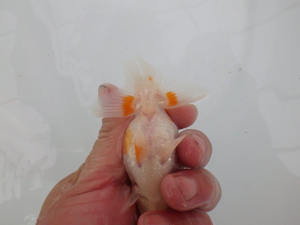 【愛知　井戸氏作出】当歳らんちゅう　I　約10,5㎝  四ッ尾　二本舵　メス？