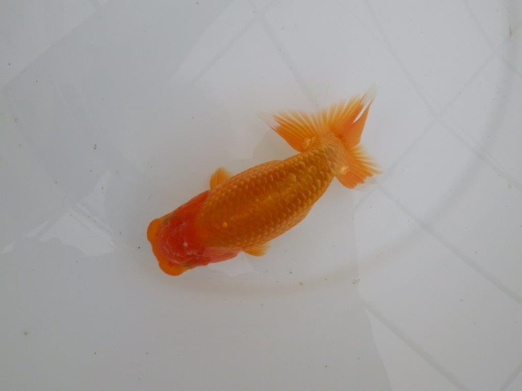 【愛知　井戸氏作出】当歳らんちゅう　J　約15㎝  四ッ尾　二本舵　メス？