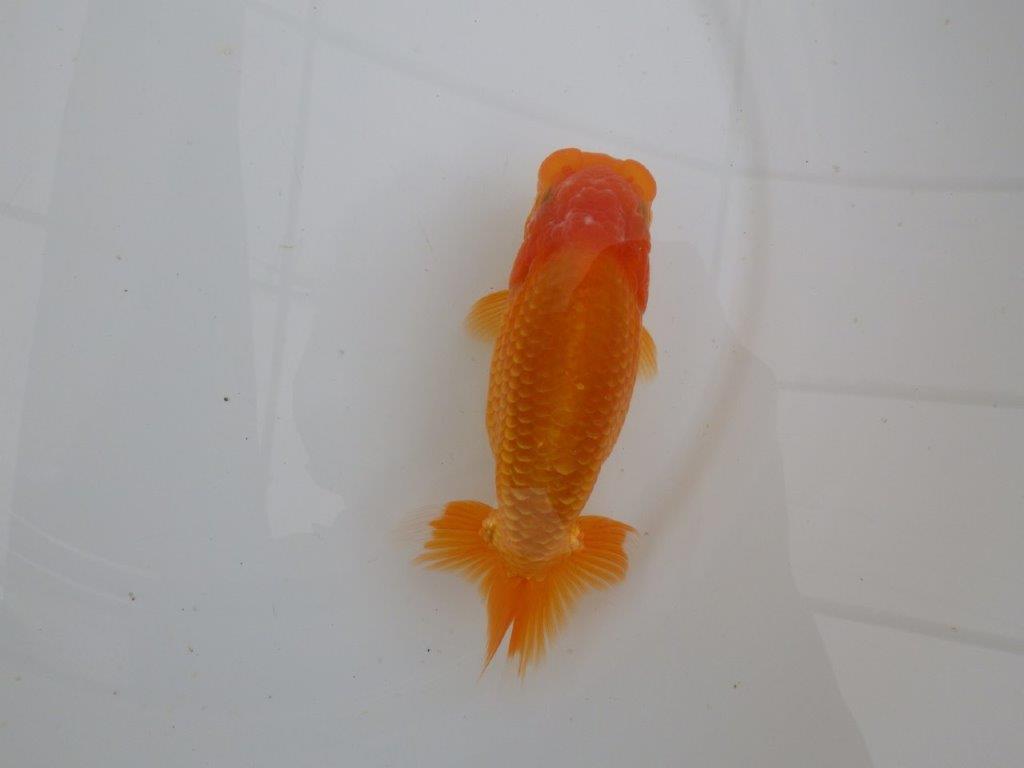 【愛知 井戸氏作出】当歳らんちゅう J 約15㎝ 四ッ尾 二本舵 メス?