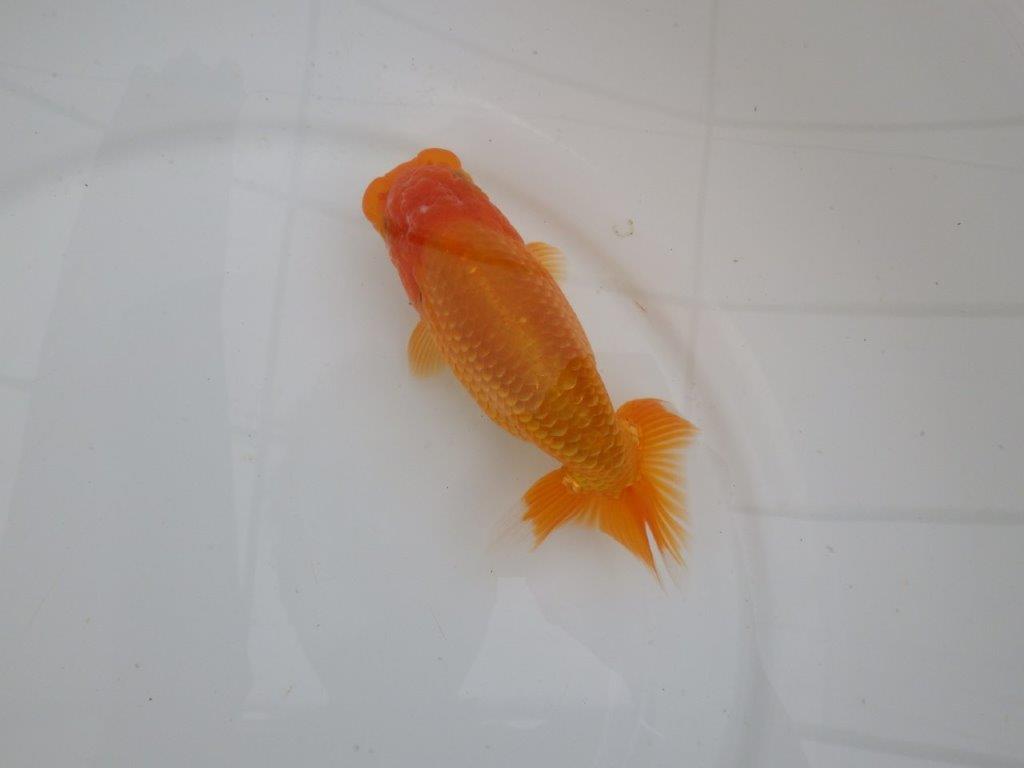 【愛知　井戸氏作出】当歳らんちゅう　J　約15㎝  四ッ尾　二本舵　メス？