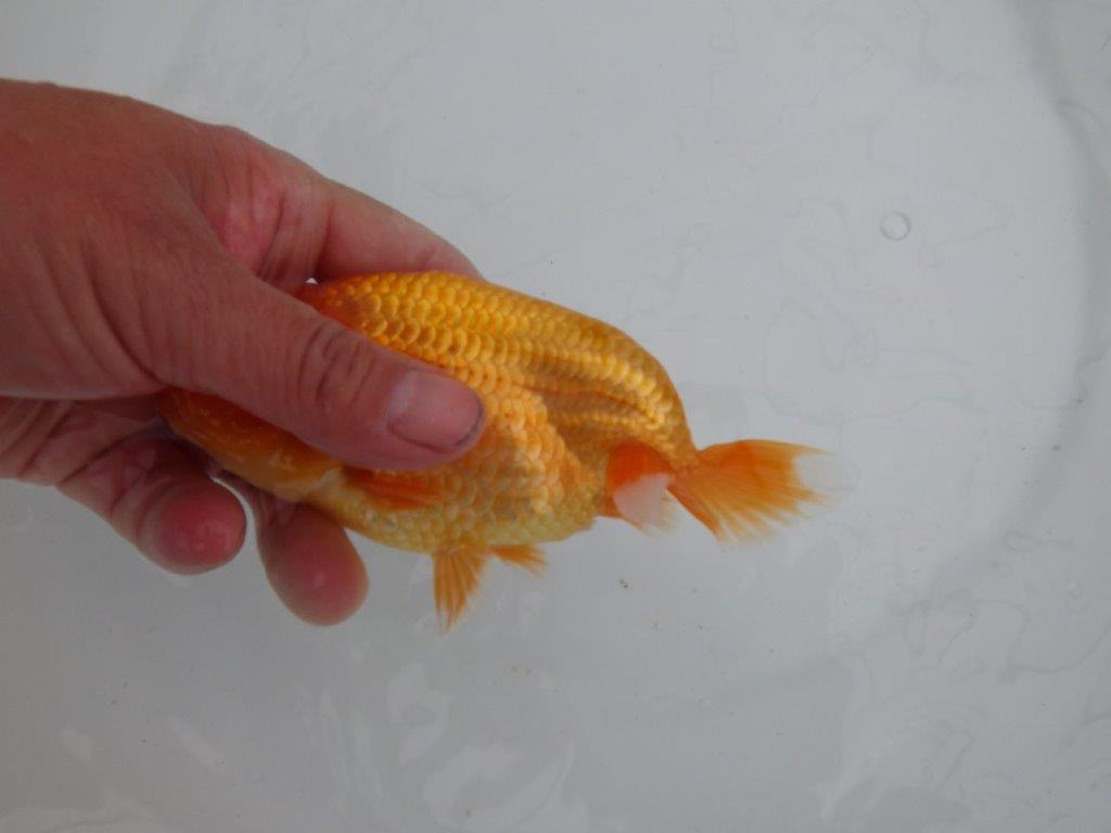 【愛知　井戸氏作出】当歳らんちゅう　J　約15㎝  四ッ尾　二本舵　メス？