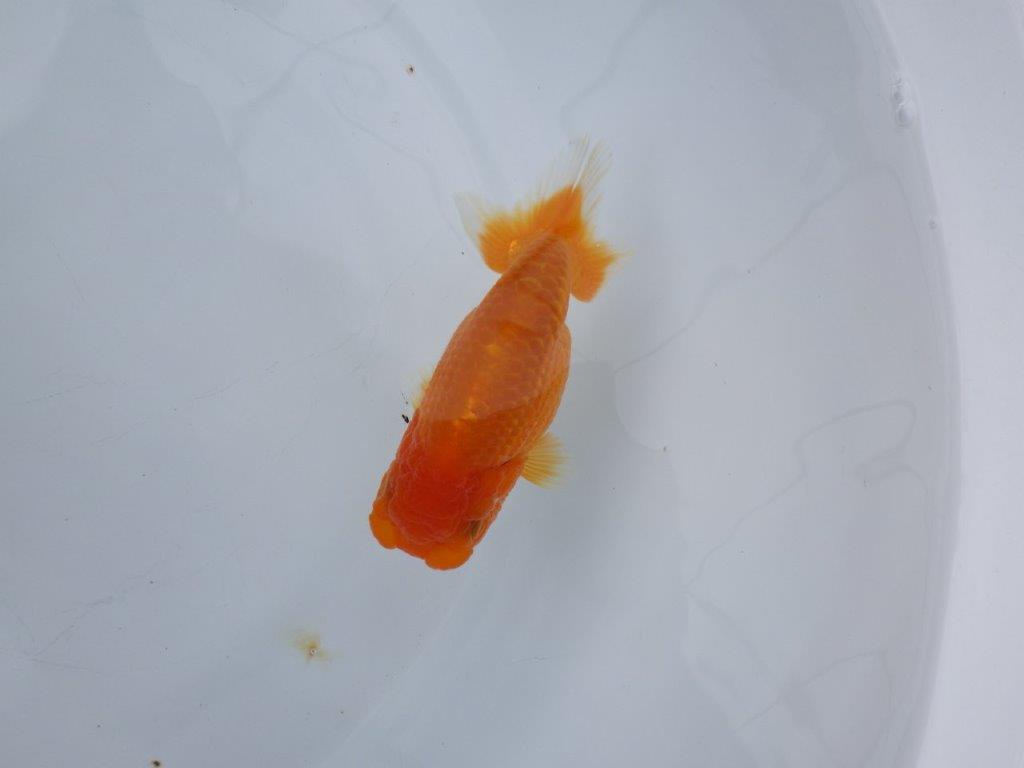 【浜松 松田氏】当歳らんちゅう A 約10.5㎝ 四ッ尾 二本舵 メス?