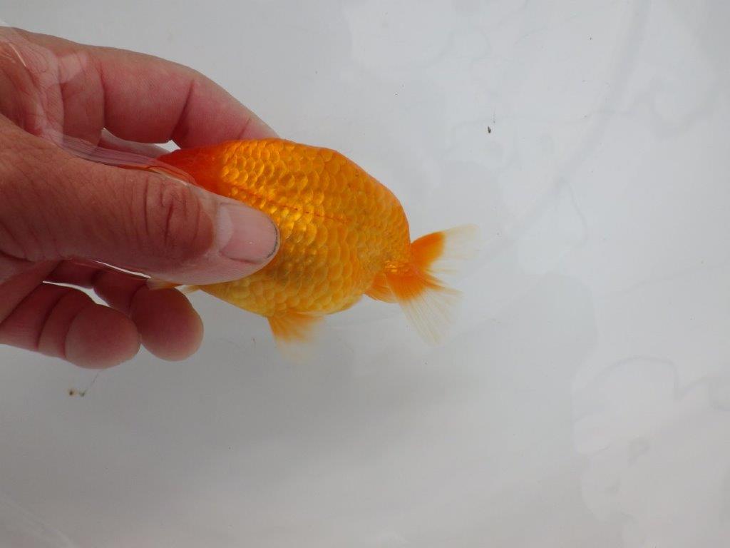 【浜松　松田氏】当歳らんちゅう　A　約10.5㎝  四ッ尾　二本舵　メス？