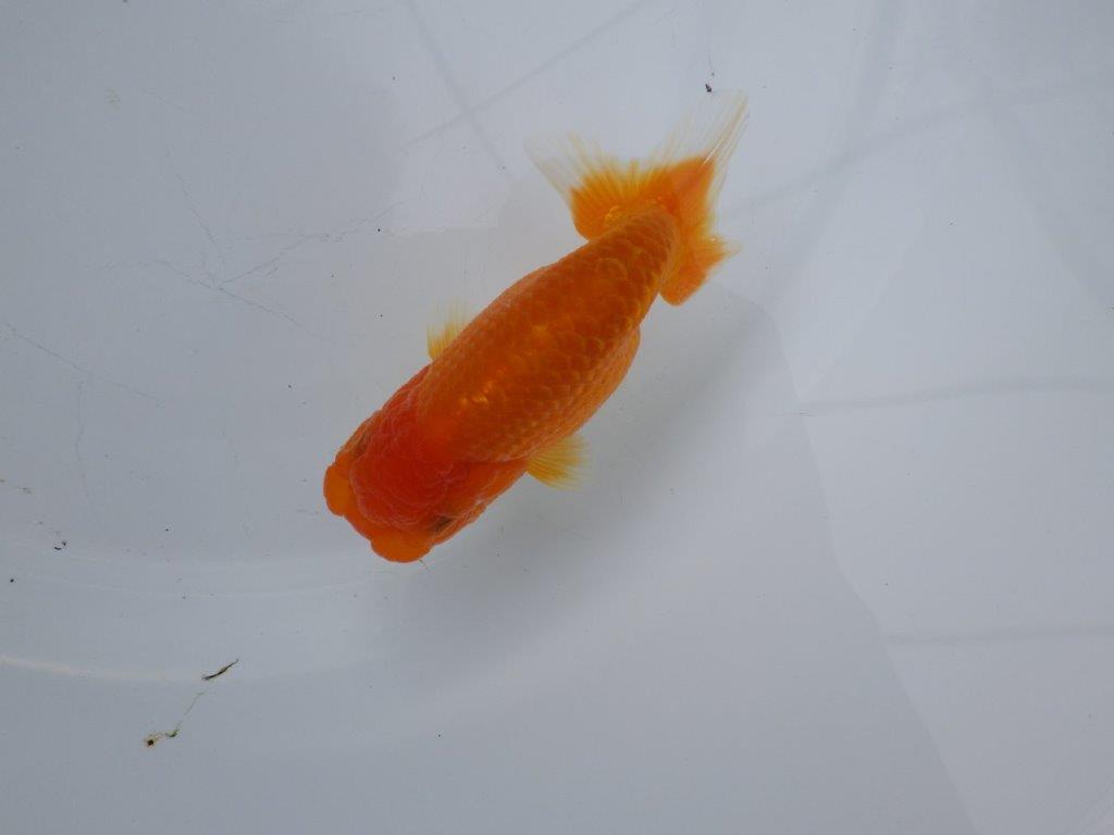 【浜松　松田氏】当歳らんちゅう　A　約10.5㎝  四ッ尾　二本舵　メス？