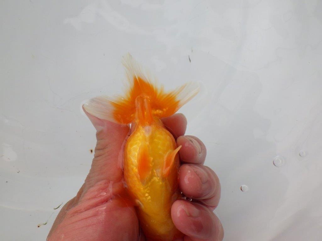 【浜松　松田氏】当歳らんちゅう　A　約10.5㎝  四ッ尾　二本舵　メス？