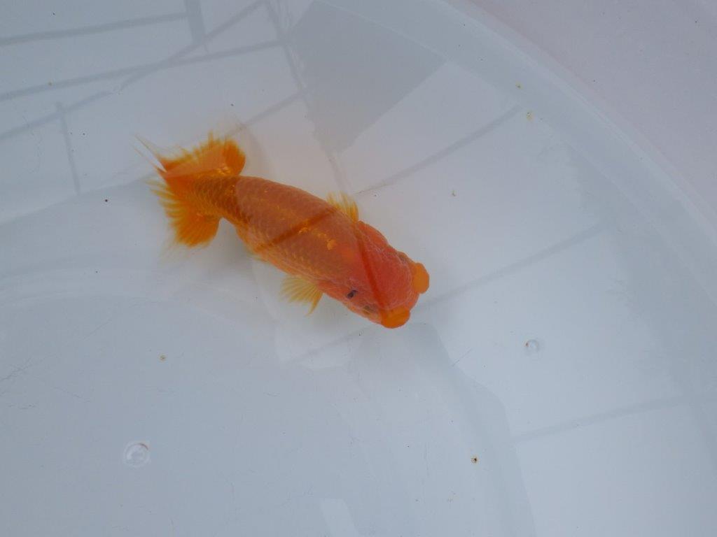 【浜松 松田氏】当歳らんちゅう B 約12㎝ 四ッ尾 二本舵 オス?