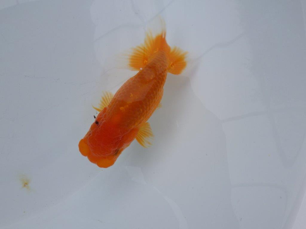 【浜松 松田氏】当歳らんちゅう B 約12㎝ 四ッ尾 二本舵 オス?