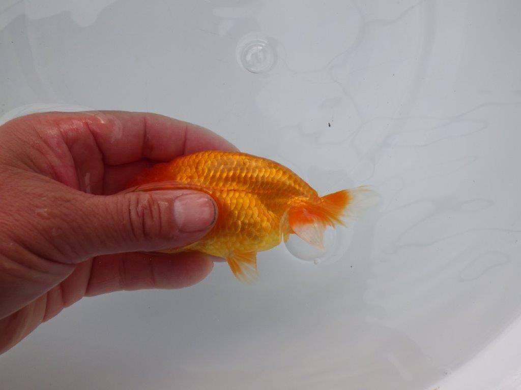 【浜松 松田氏】当歳らんちゅう B 約12㎝ 四ッ尾 二本舵 オス?