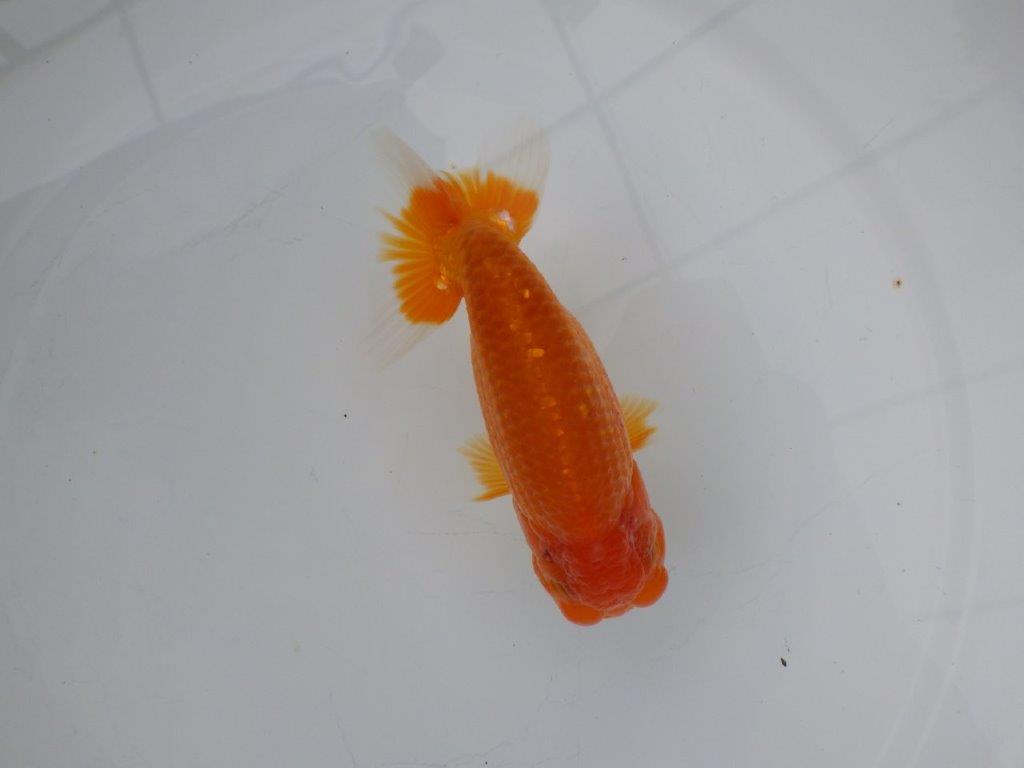 【浜松　松田氏】当歳らんちゅう　C　約12㎝  四ッ尾　二本舵　オス？