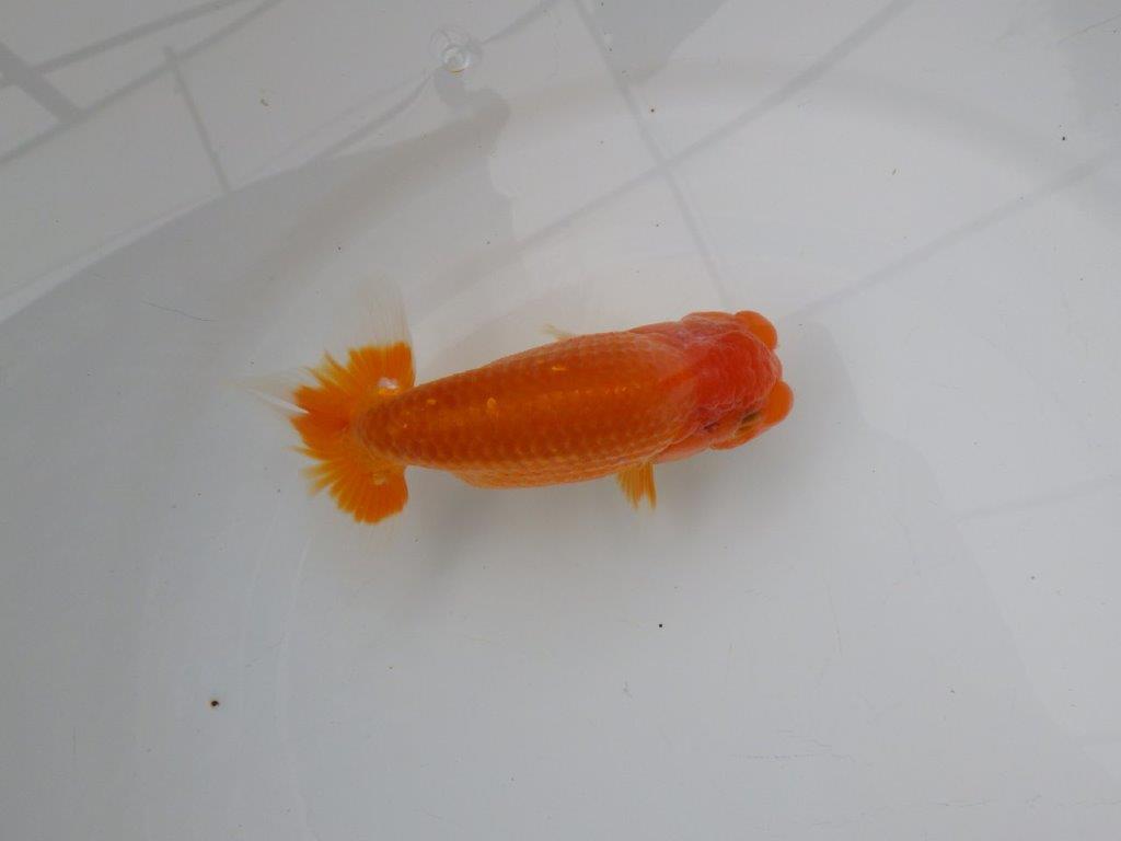 【浜松　松田氏】当歳らんちゅう　C　約12㎝  四ッ尾　二本舵　オス？