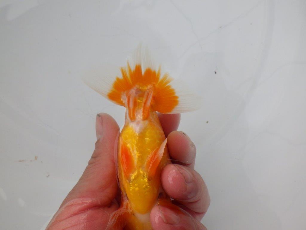 【浜松　松田氏】当歳らんちゅう　C　約12㎝  四ッ尾　二本舵　オス？